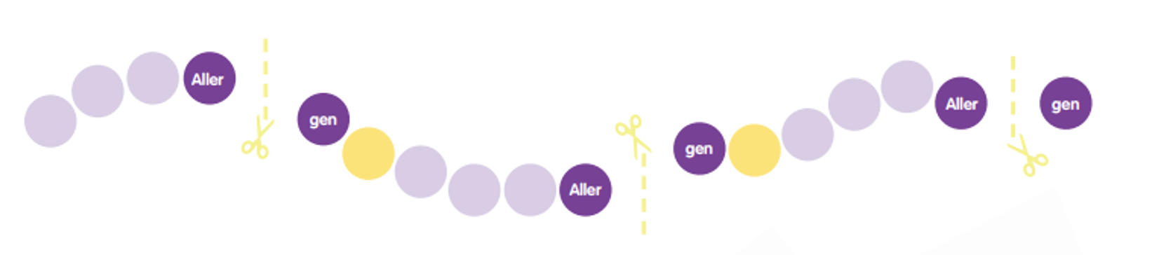 Schonend aufgespaltenes Protein – Herstellung.