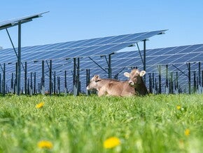 Kühe auf Wiese neben PV-Anlage
