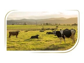 Hochwertige Zutaten, sorgfältig ausgewählt
