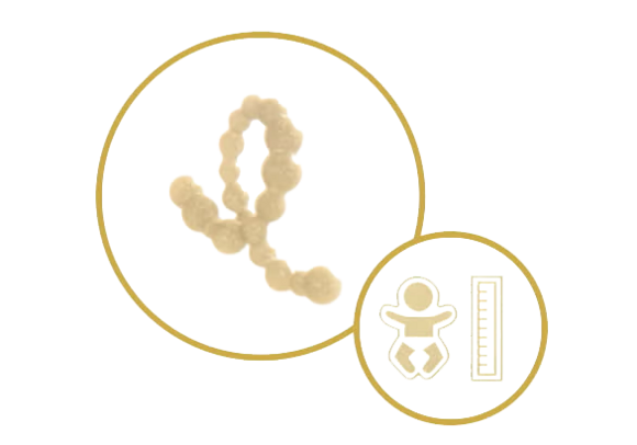 Hochwertiges Protein - Icon Hochwertiges Protein - Icon