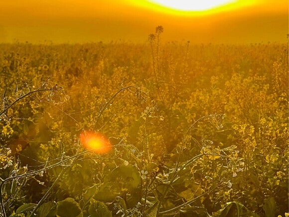 Goldener Sonnenaufgang über einer Wildblumenwiese mit der Silhouette eines Baumes in der Ferne.