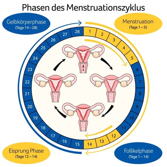 Menstruations Zyklus der Frau