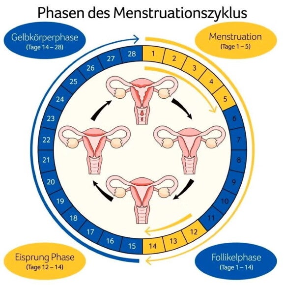 Phasen des Menstruationszyklus