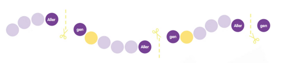 Schonend aufgespaltenes Protein – Herstellung. Schonend aufgespaltenes Protein – Herstellung.