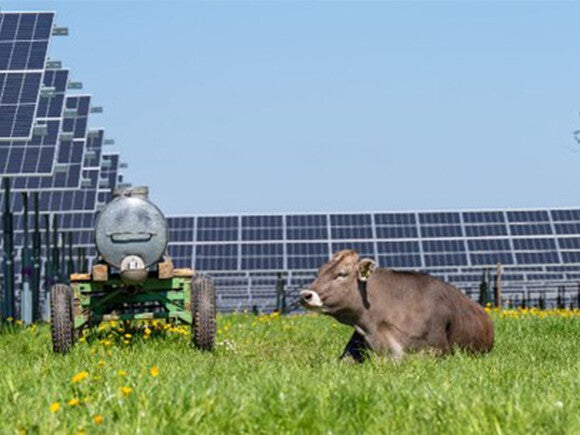  Kuh liegt entspannt auf blühender Wiese vor Solarpanels neben kleinem Traktor