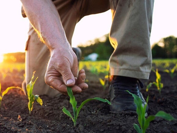 Hände pflanzen Setzling zwischen jungen Maisreihen auf Feld im Sonnenuntergang