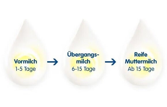 Abbildung der drei Phasen Muttermilch Zusammensetzung mit Beschreibung und Zeitraumbeschreibung.