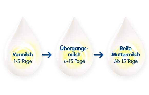 Die verschiedenen Entwicklungsphasen der Muttermilch Die verschiedenen Entwicklungsphasen der Muttermilch